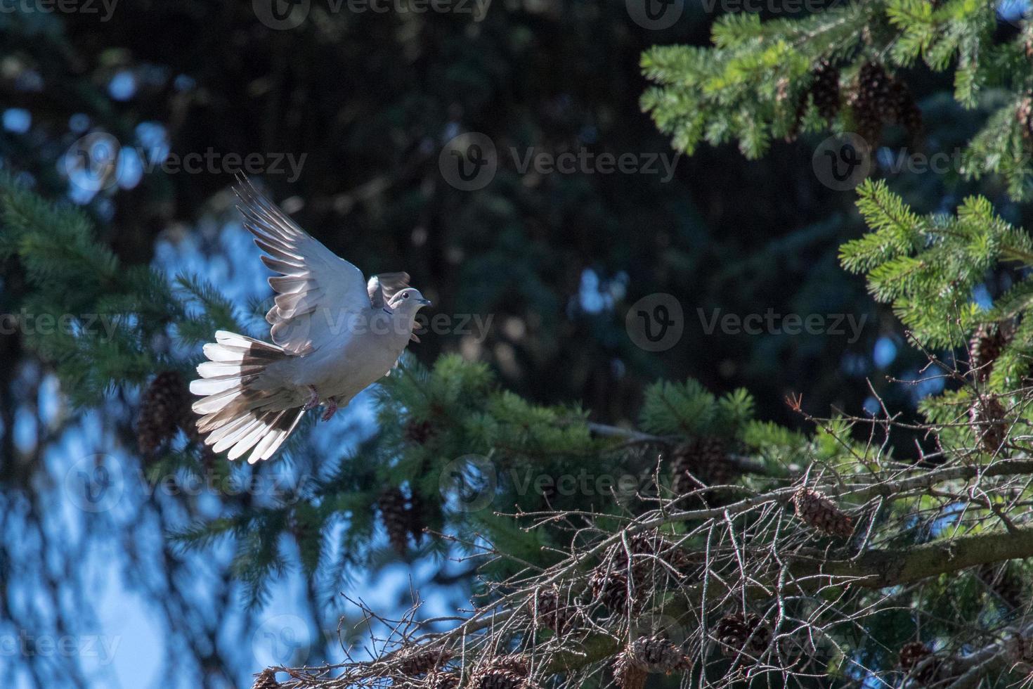 turtle dove bird while flying from pine tree nest photo