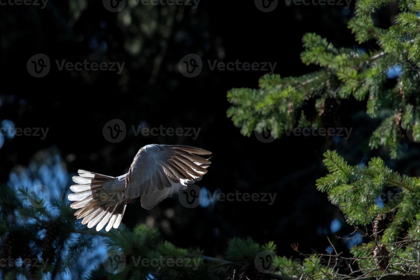 turtle dove bird while flying from pine tree nest photo
