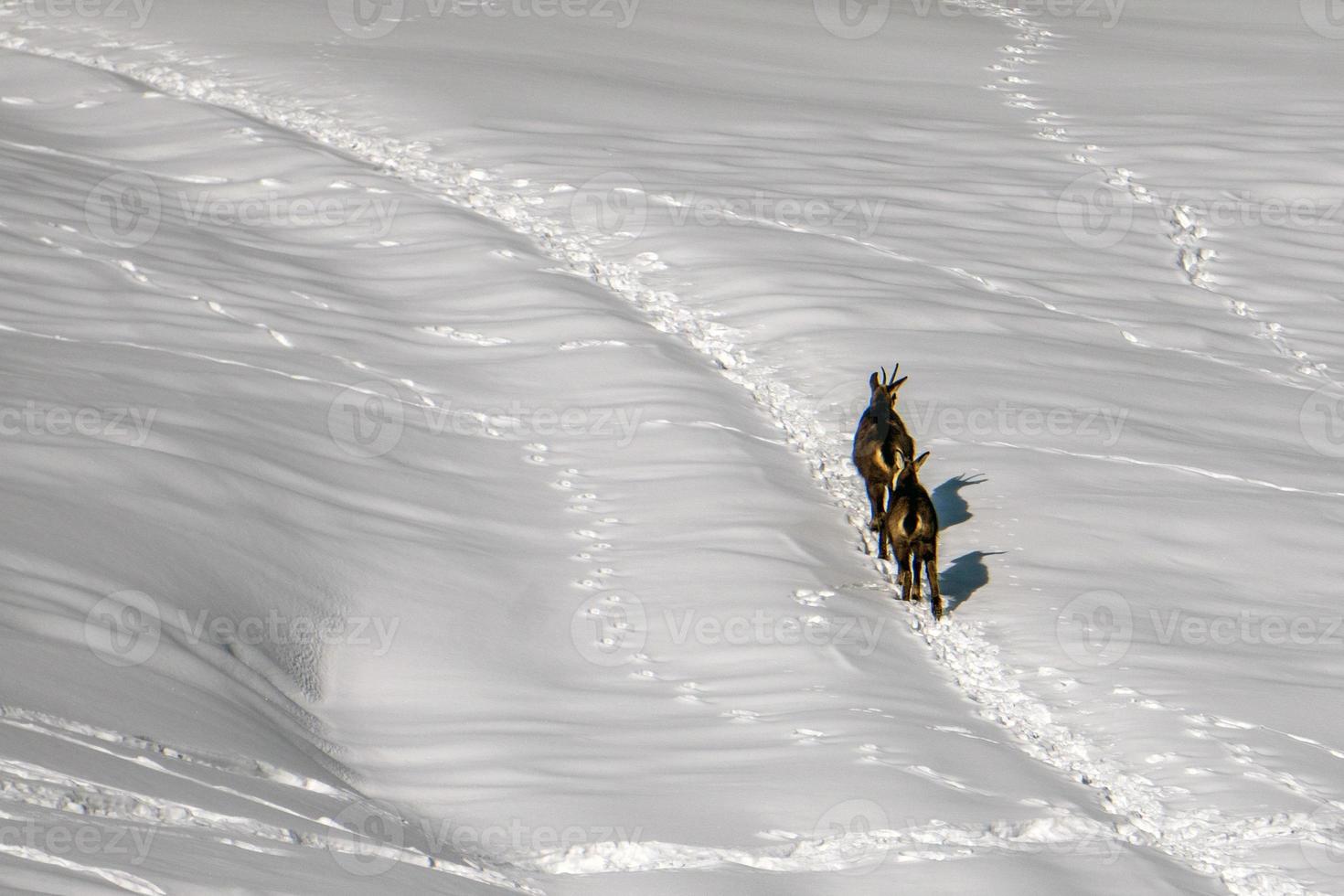 Chamois deer on white snow in winter photo