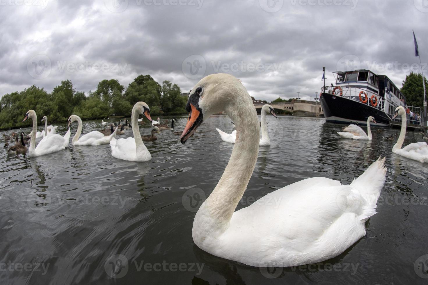 cisne en el río támesis inglaterra foto