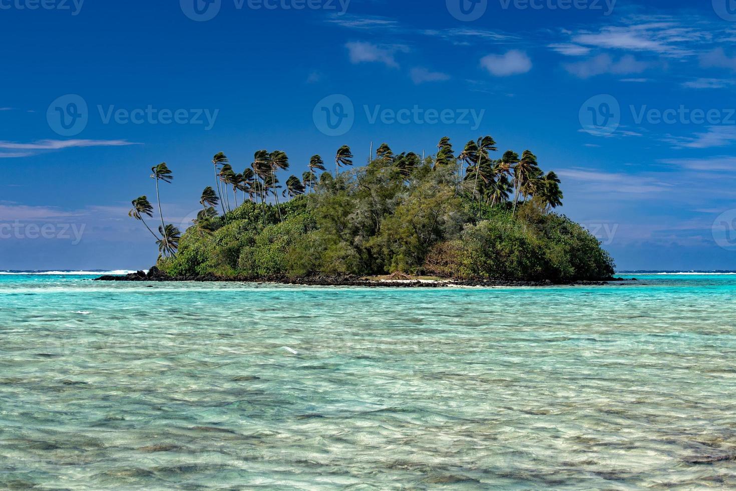 coconut palm tree on polynesia beach photo