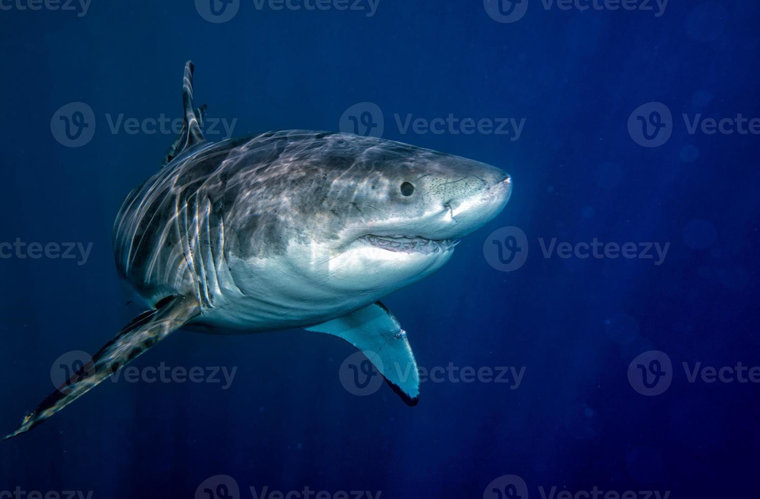 gran tiburón blanco listo para atacar foto