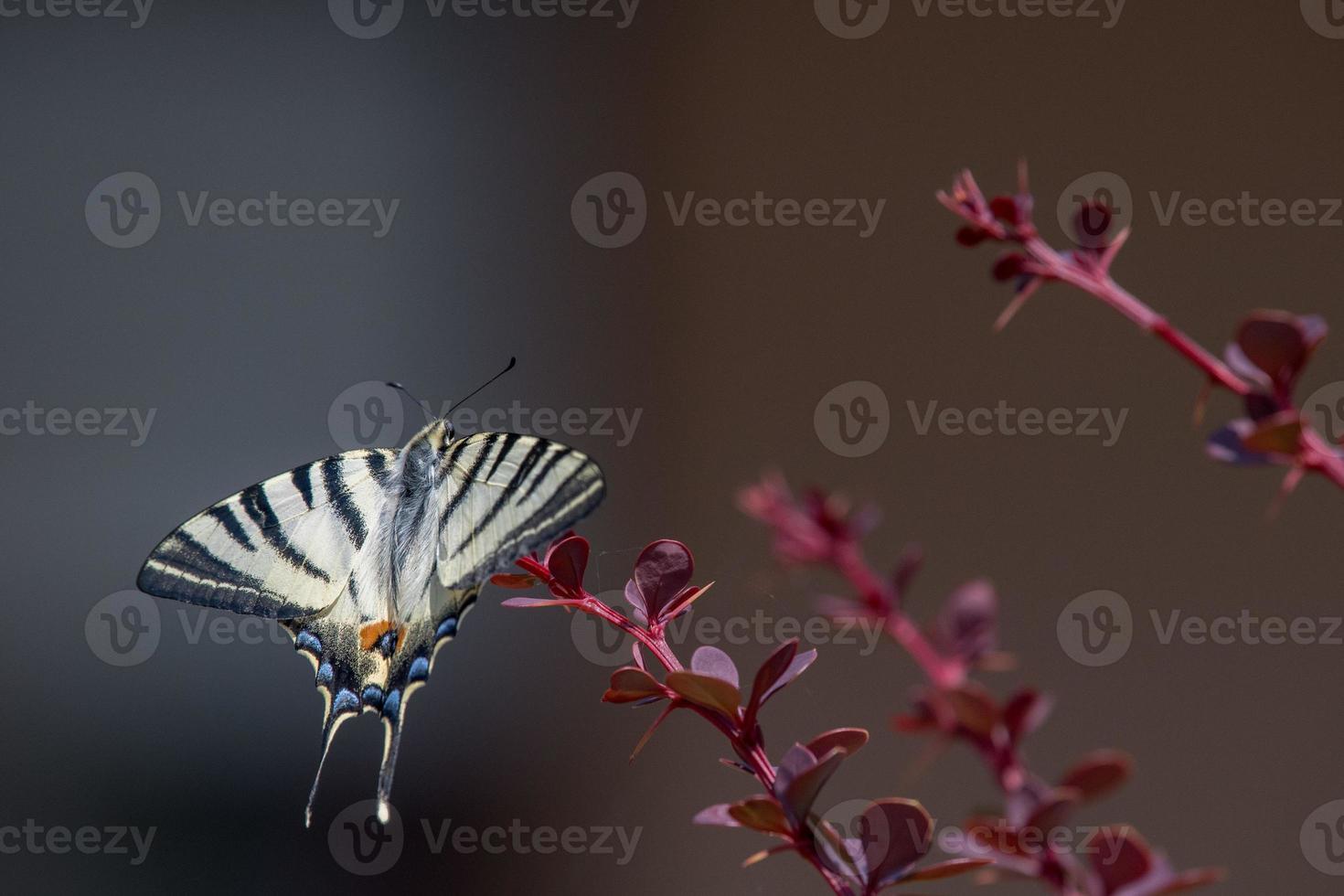 swallow tail butterfly machaon close up portrait photo
