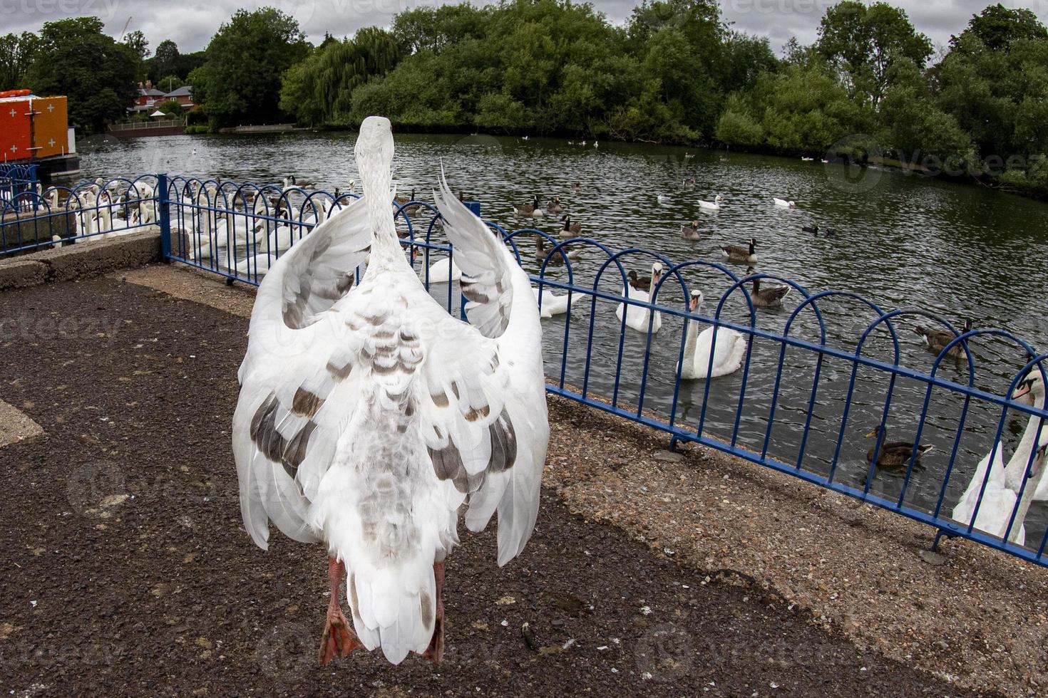 swan on thames river england photo