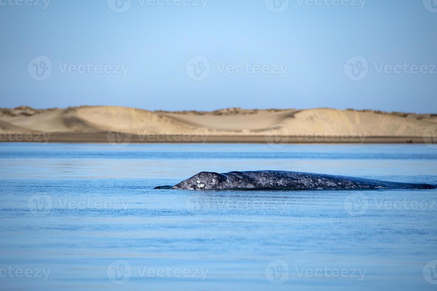 grey whale while blowing for breathing photo