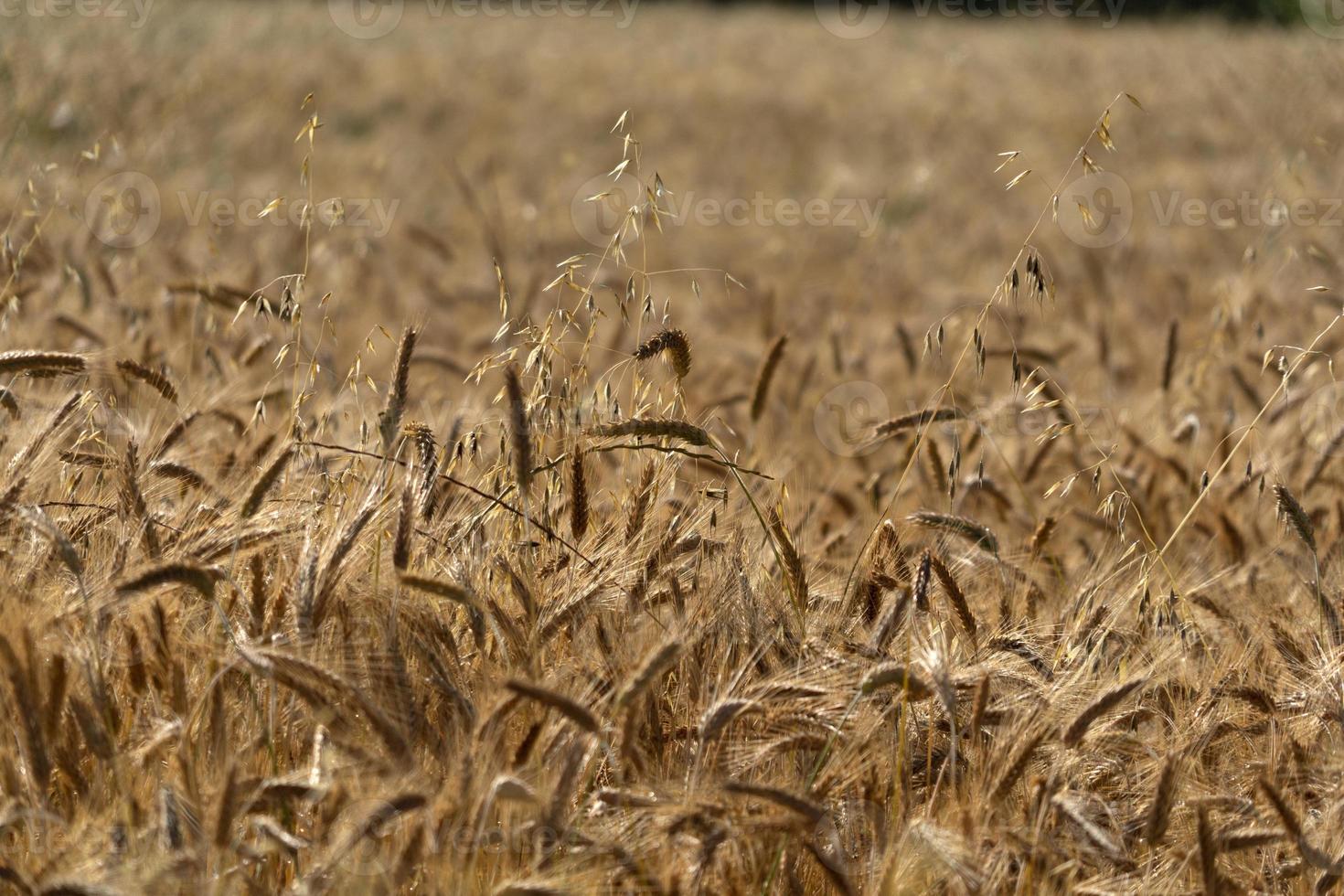 cabeza de oreja de espiga de campo de trigo de grano maduro foto