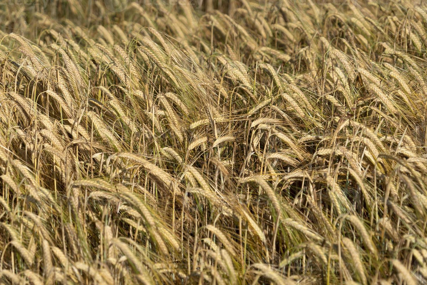 cabeza de oreja de espiga de campo de trigo de grano maduro foto