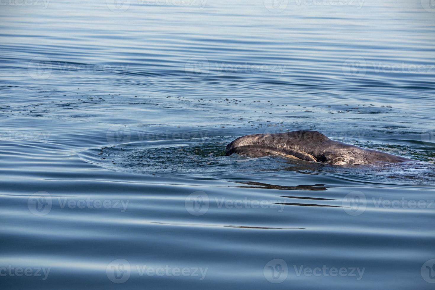 baby grey whale nose at sunset in pacific ocean photo