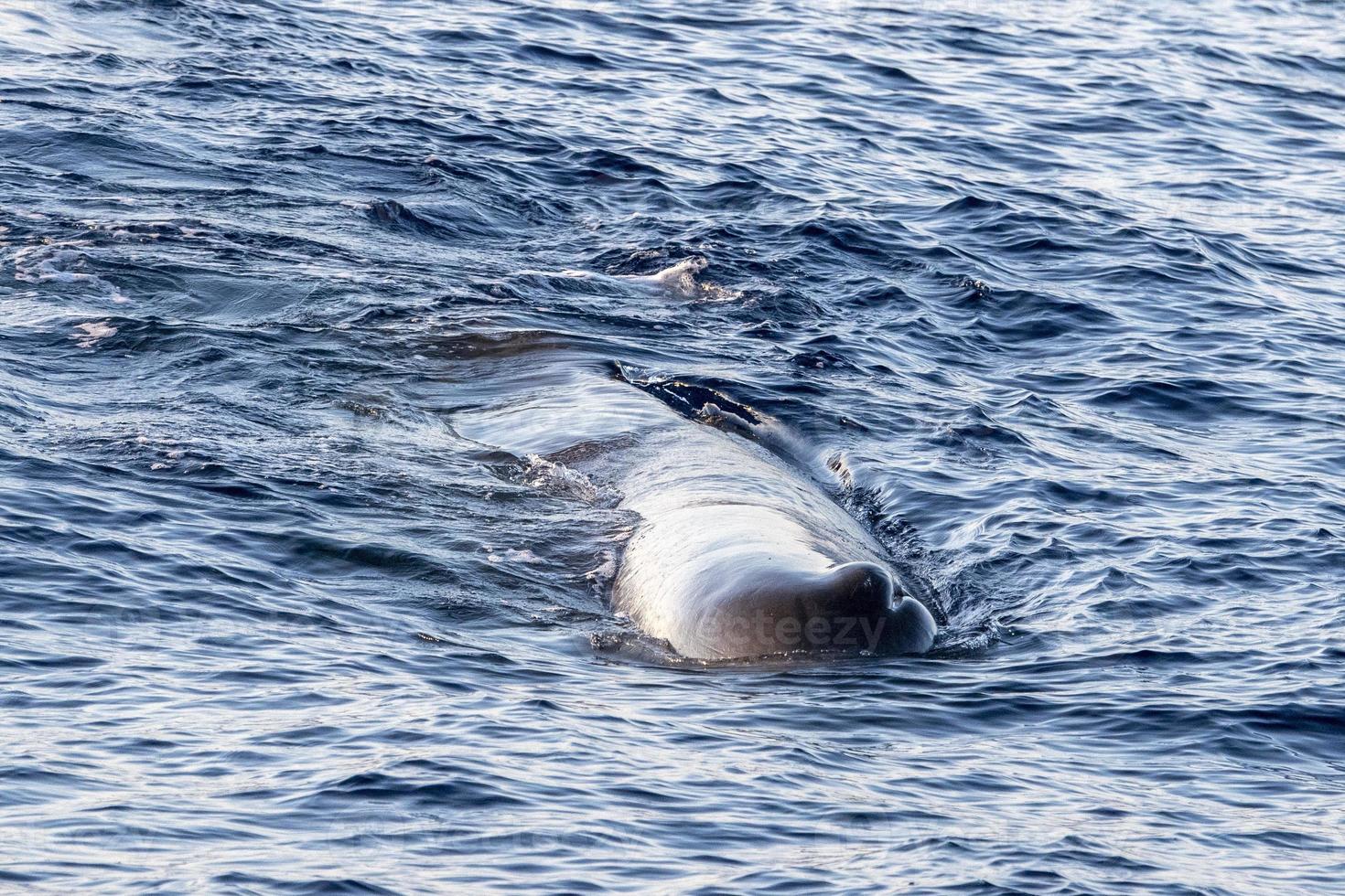 Sperm Whale at sunset in mediterranean Sea photo