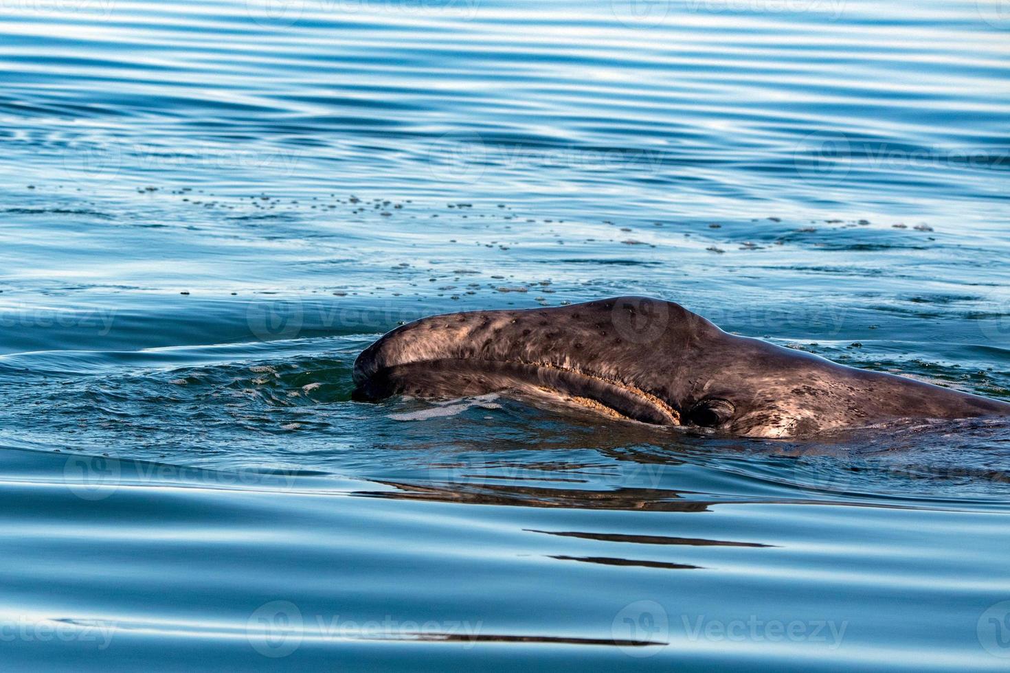 baby grey whale nose at sunset in pacific ocean photo