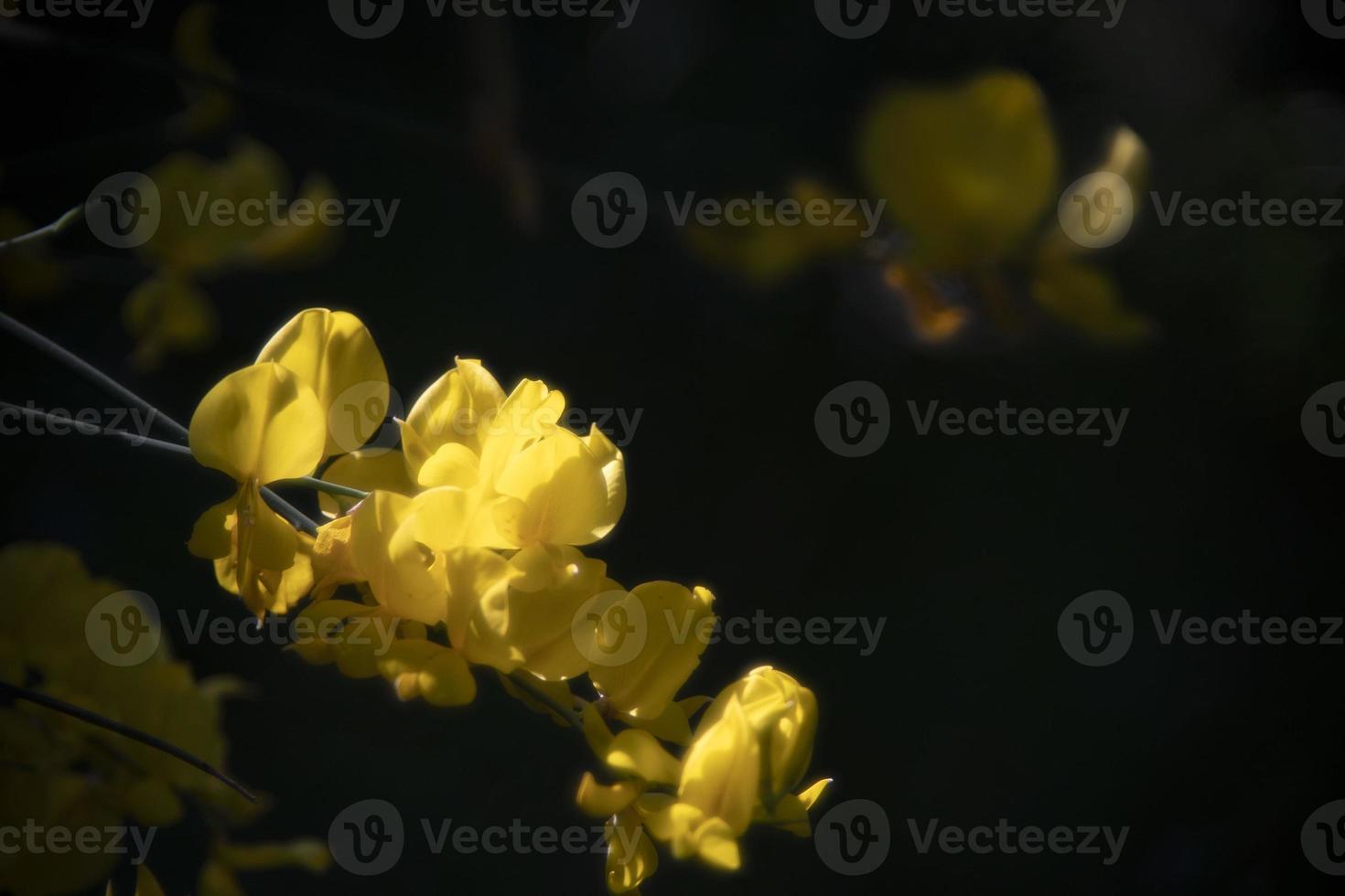 flower isolated on bubble bokeh photo