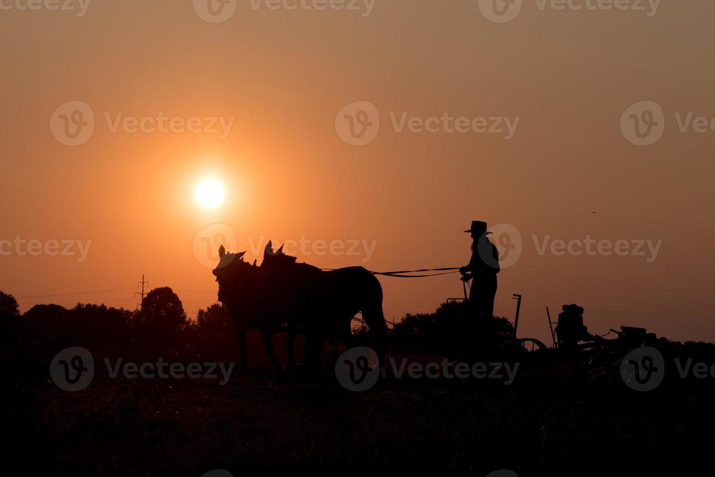 amish while farming with horses at sunset photo