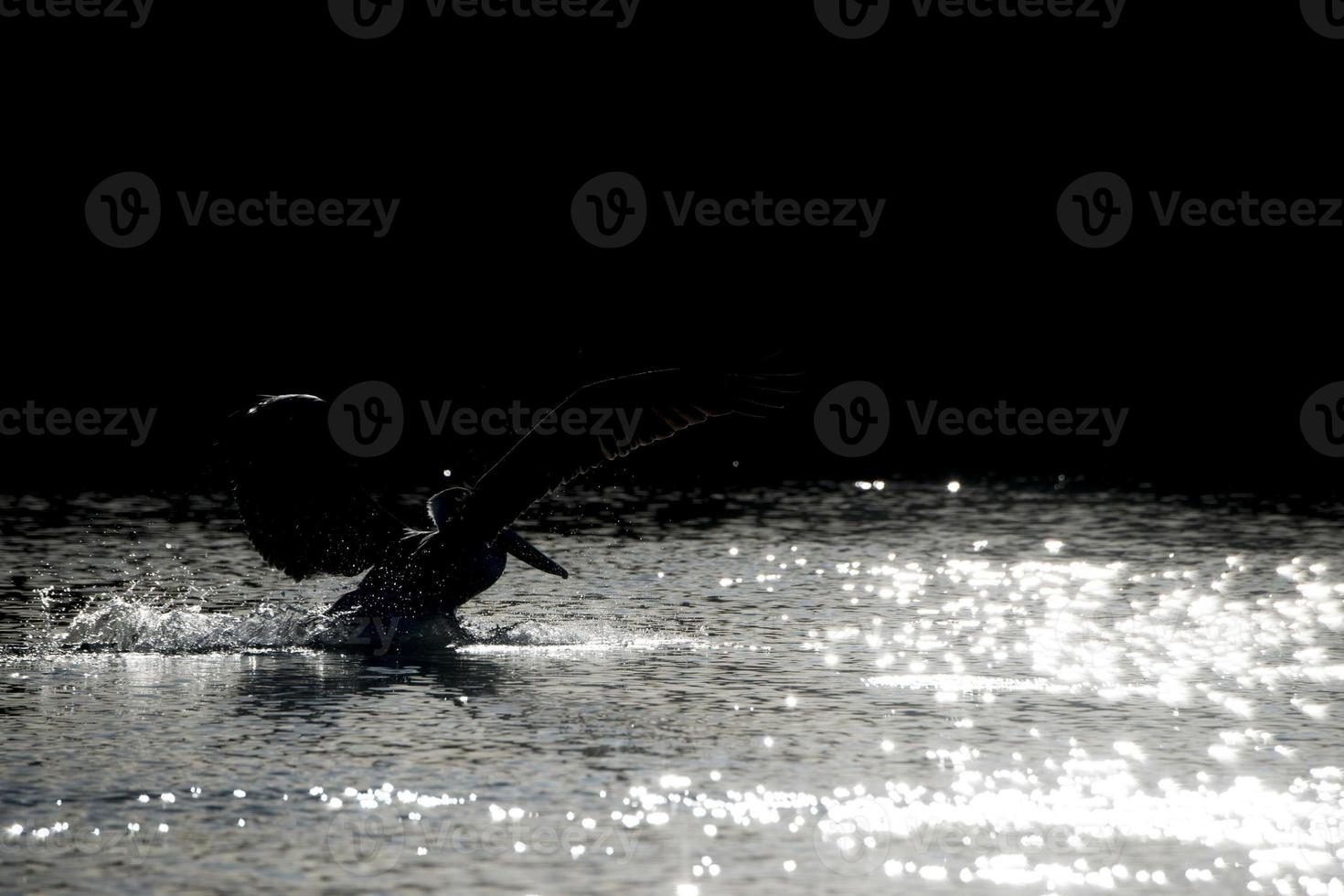 Pelican while flying at sunset photo