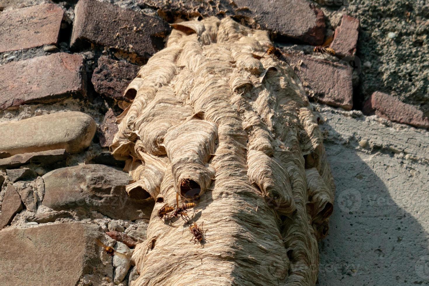 Big wasp nest on old wall photo