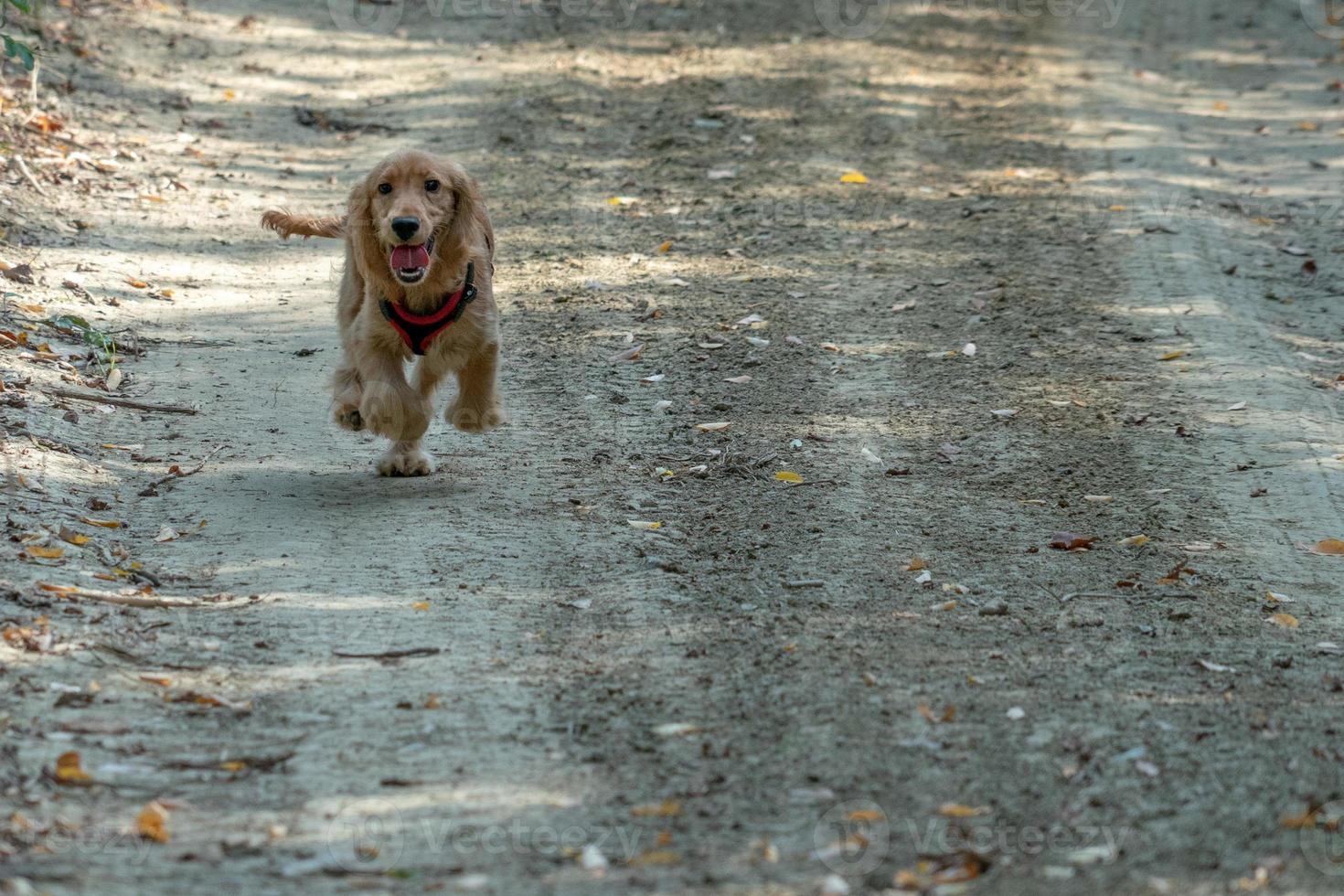 puppy dog cocker spaniel running on grass photo