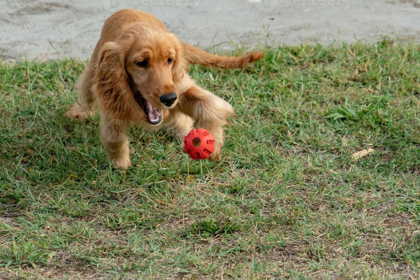 Cachorro de perro cocker spaniel jugando con pelota foto