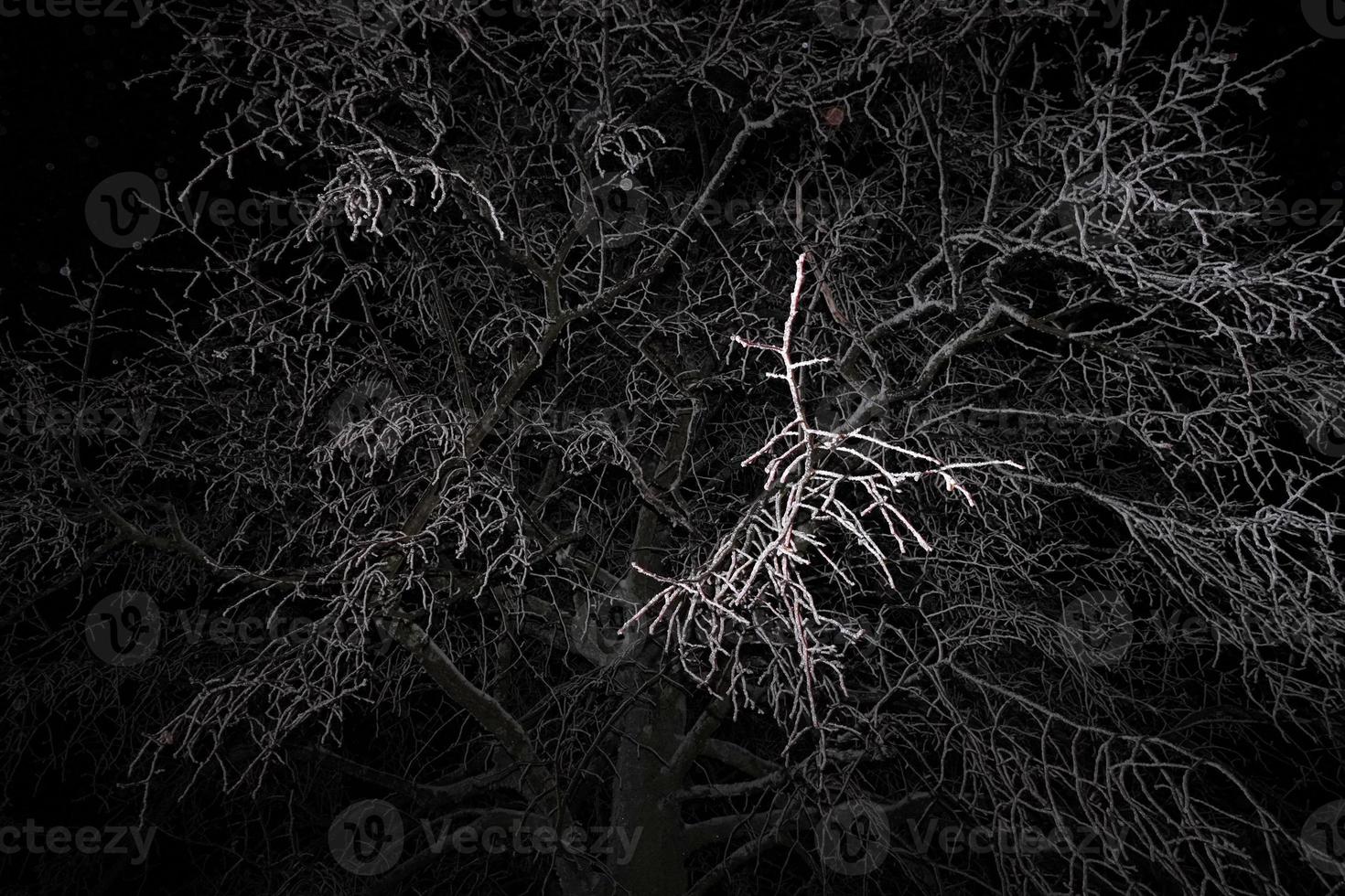 Forest while snowing in winter at night photo