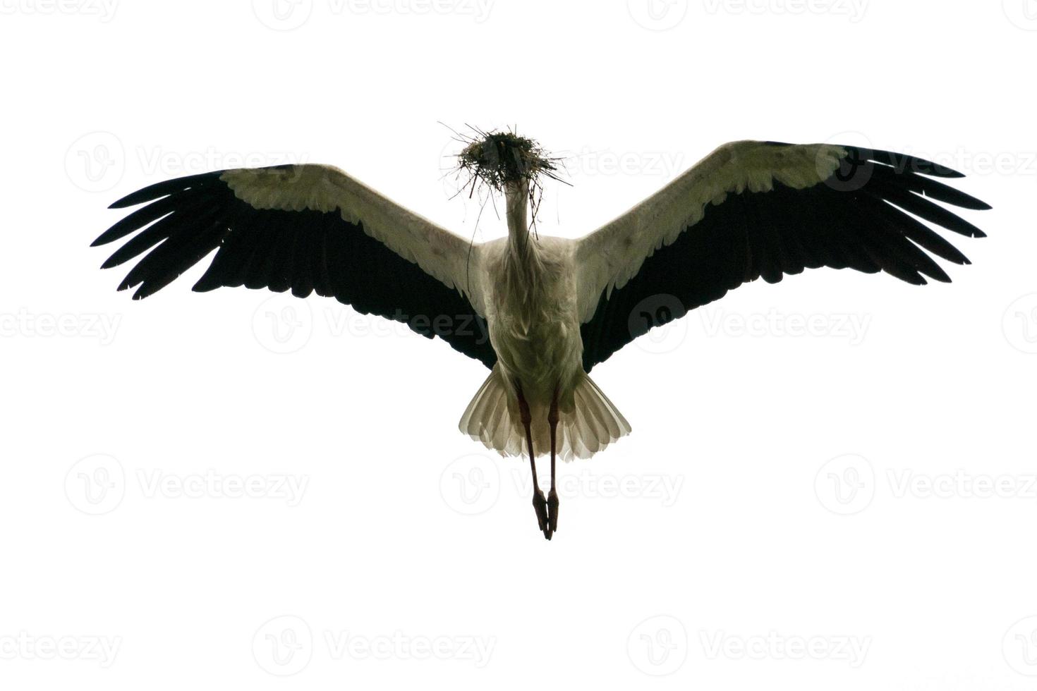 stork fly to nest isolated on white photo