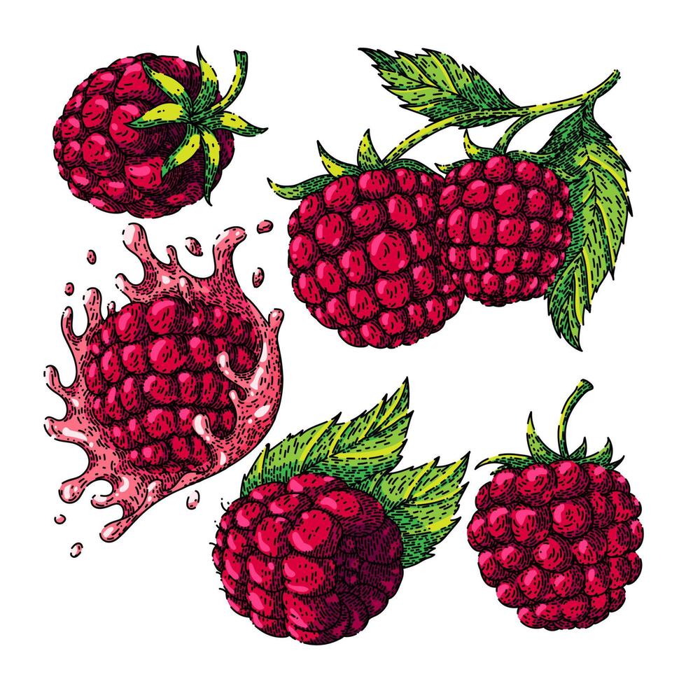 raspberry fruit set sketch hand drawn vector