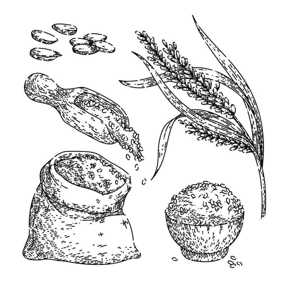 grano de arroz conjunto boceto dibujado a mano vector