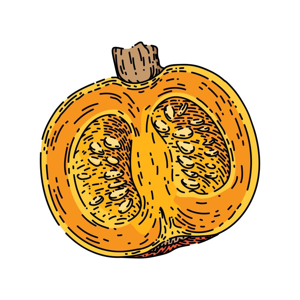 pumpkin cut sketch hand drawn vector