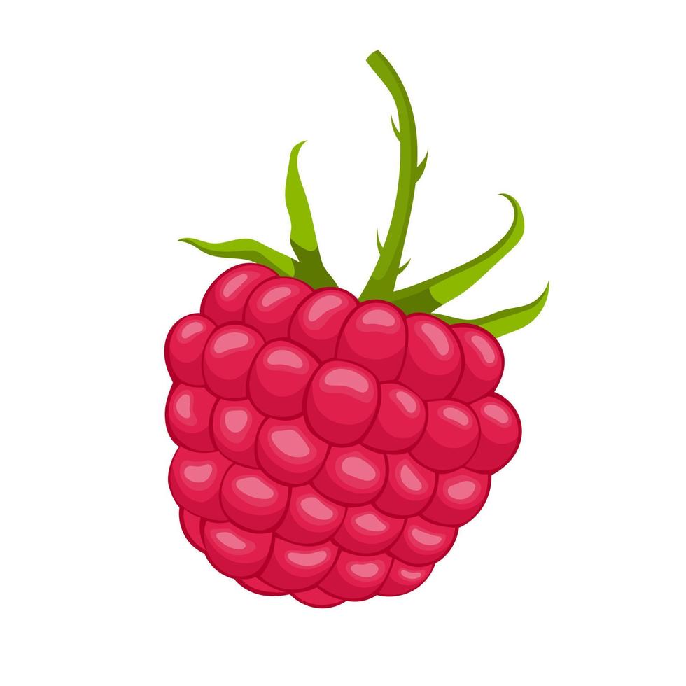 raspberry berry cartoon vector illustration