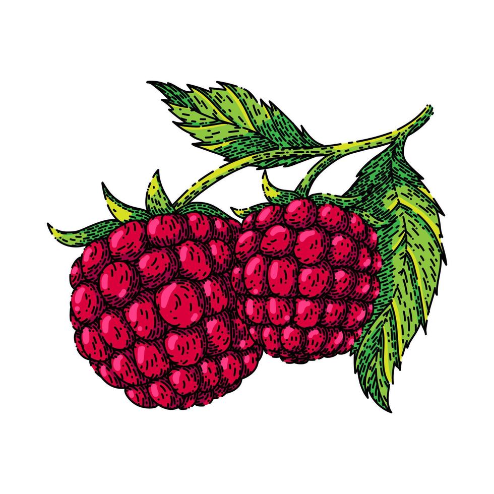 raspberry plant sketch hand drawn vector