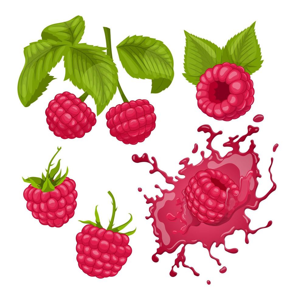 raspberry fruit set cartoon vector illustration