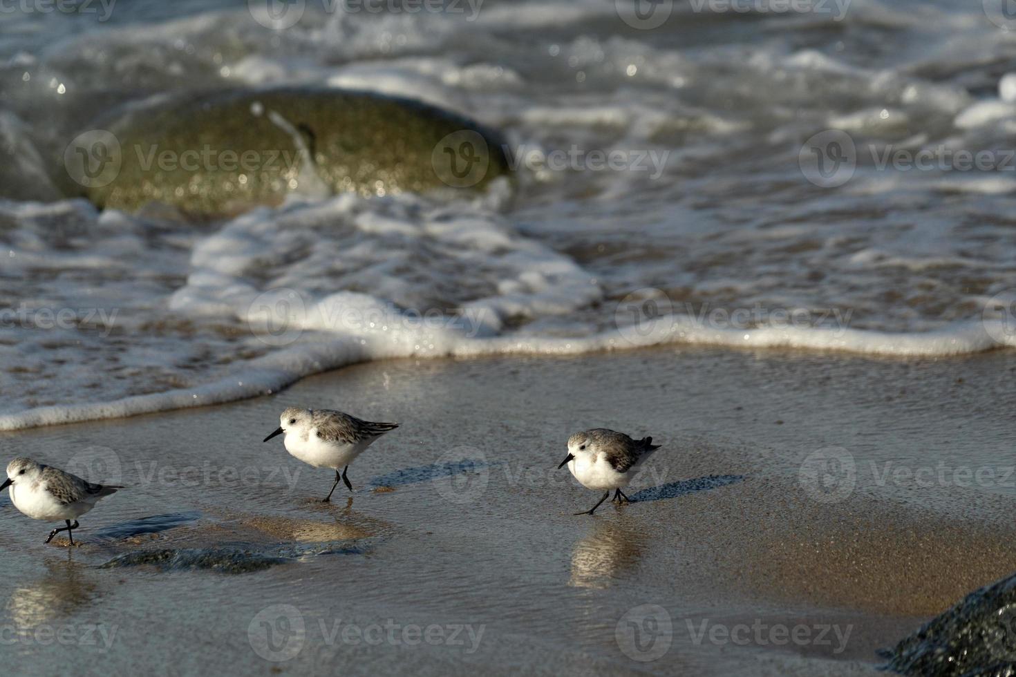 many birds in baja california beach mexico photo