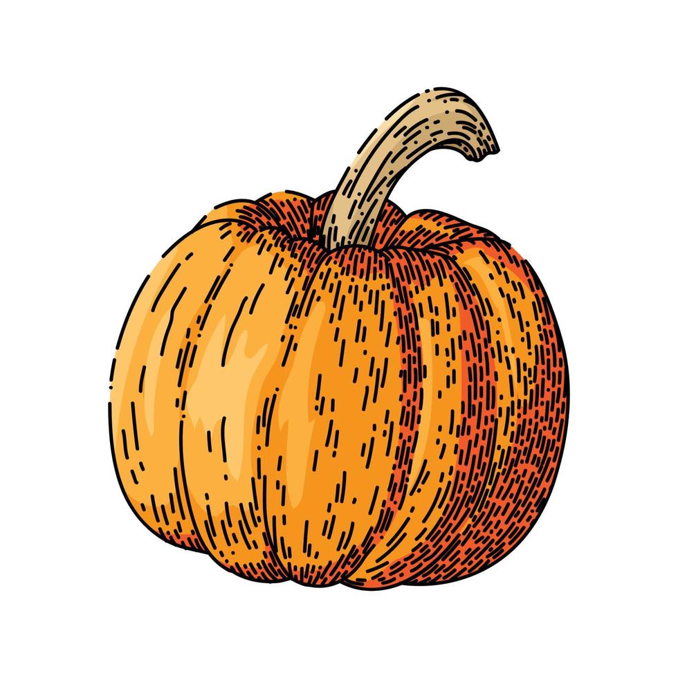 calabaza naranja boceto dibujado a mano vector