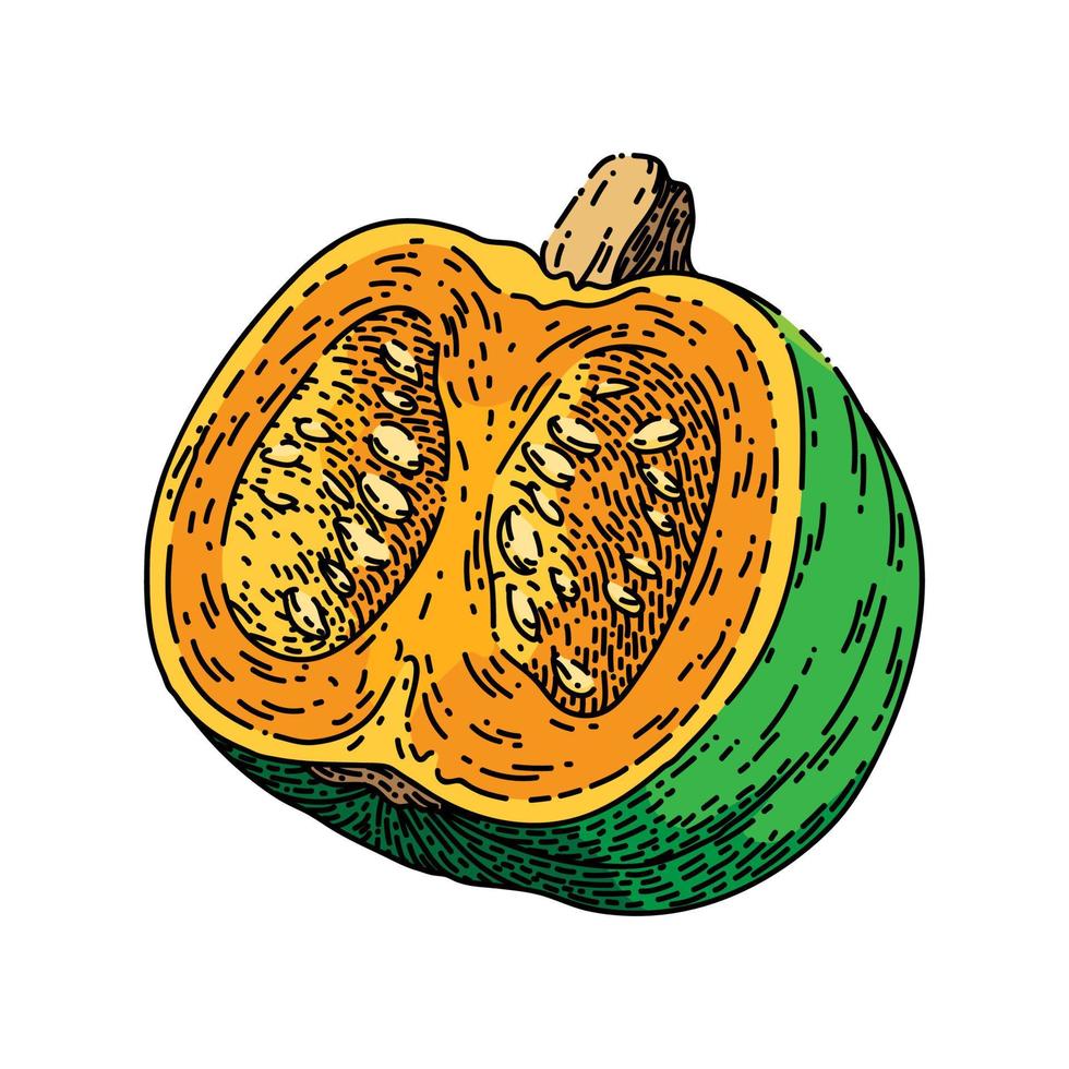 pumpkin cut sketch hand drawn vector