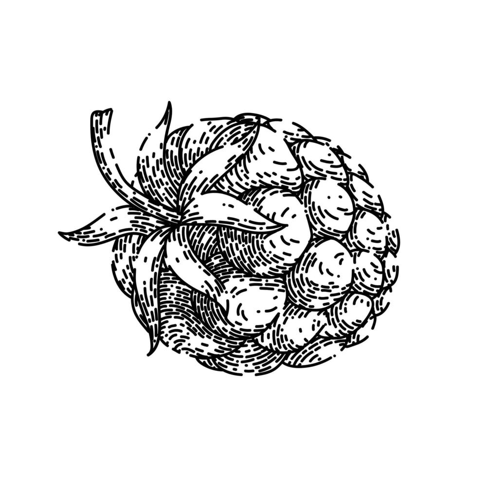 raspberry food sketch hand drawn vector