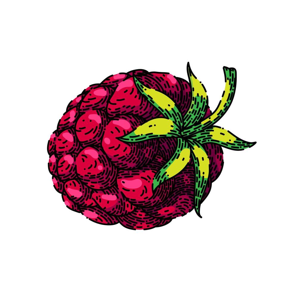 raspberry food sketch hand drawn vector