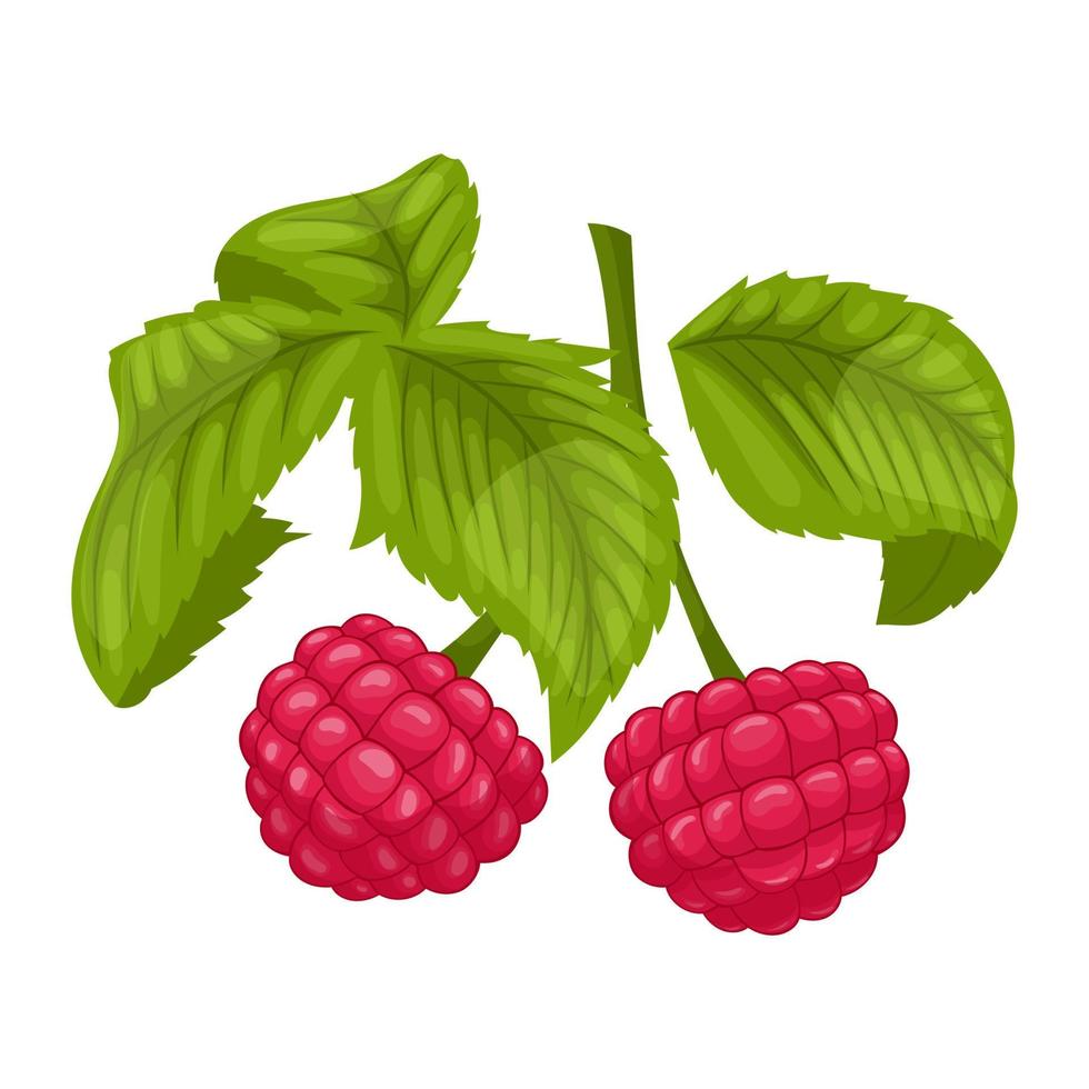 raspberry plant cartoon vector illustration