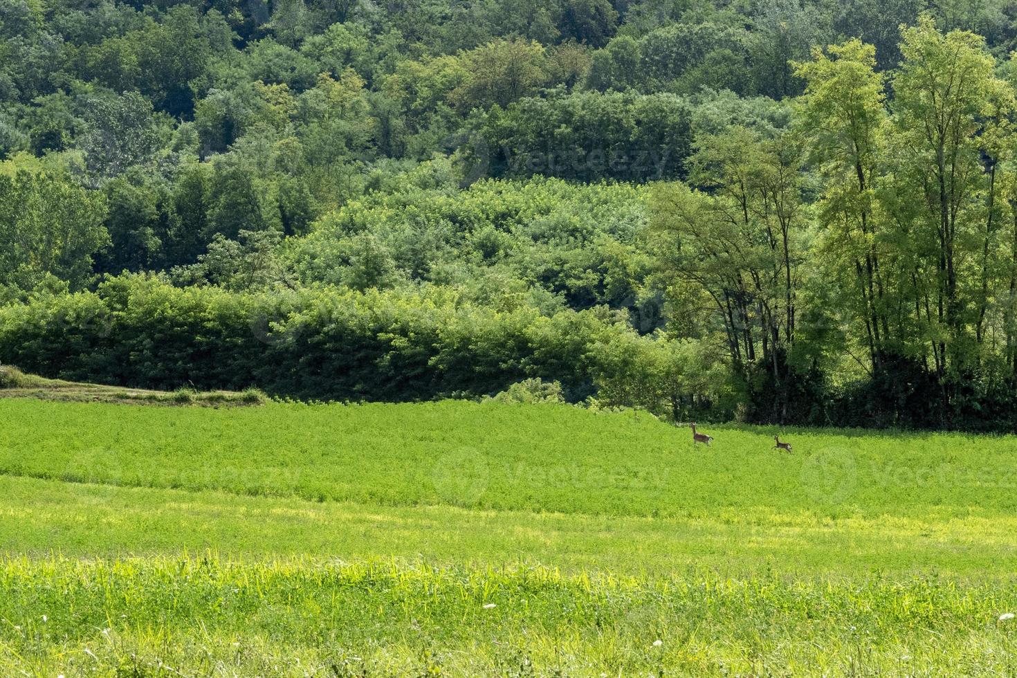 Roe Deer mother and calf while jumping on the grass photo