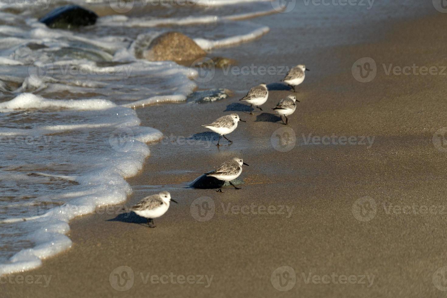 many birds in baja california beach mexico photo