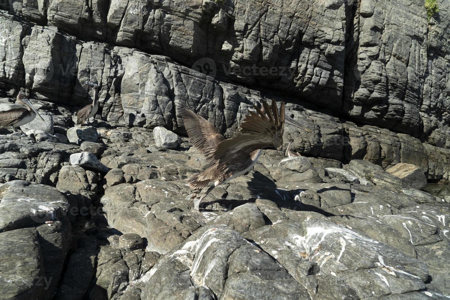 muchas aves pelícanos gaviota en baja california sur playa punta lobos foto