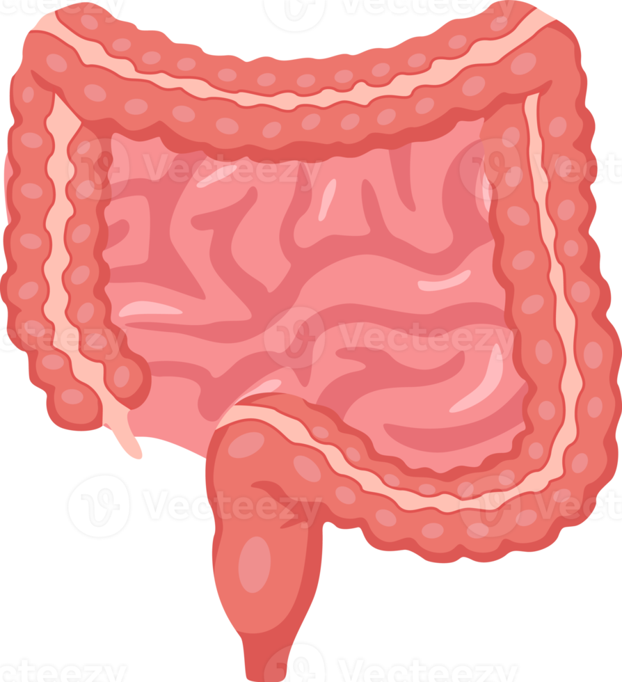 intestino del ser humano. diseño de dibujos animados png