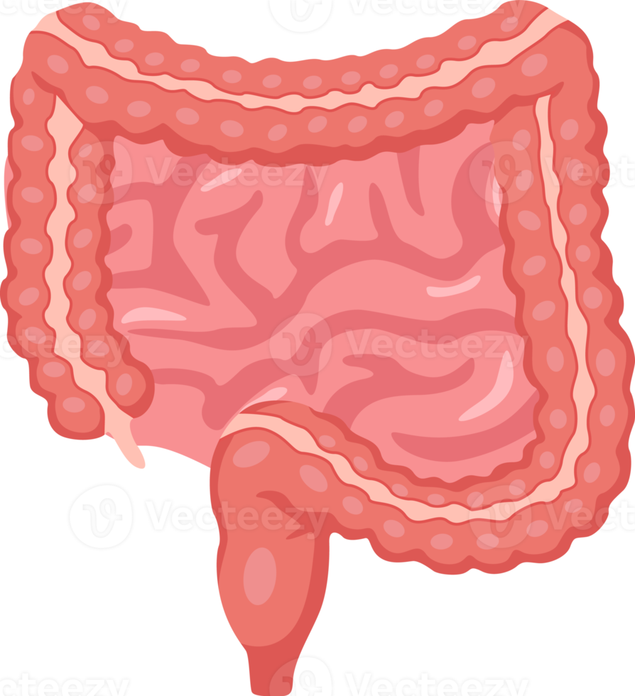 intestino del ser humano. diseño de dibujos animados png