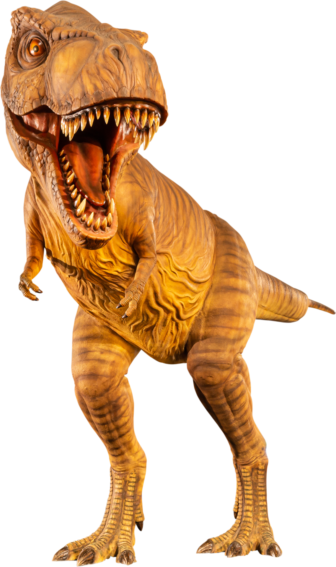 Tiranossauro Rex fundo png & imagem png - Dinossauro tiranossauro Clip-art  - Tiranossauro rex modelo png transparente grátis