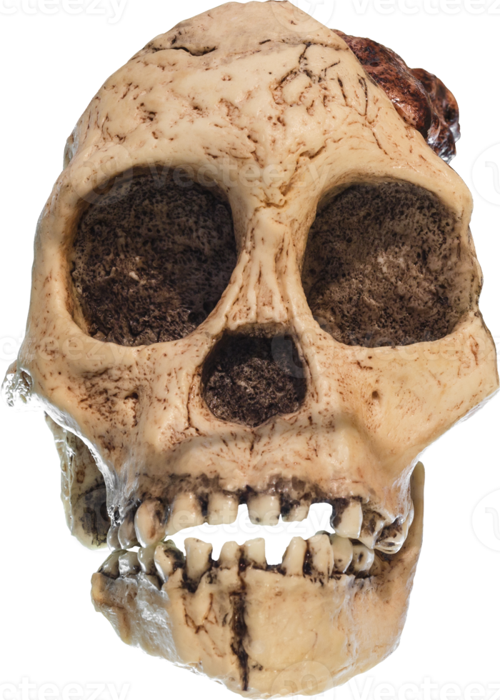 australopithecus africanus skalle png