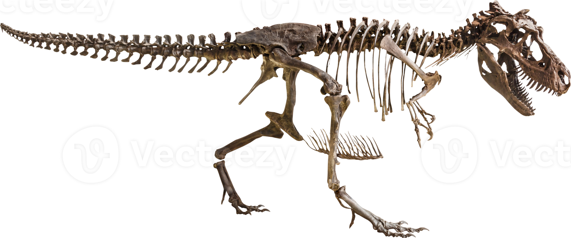 Dinossauro Tiranossauro Rex 02 / Esqueleto de corpo inteiro