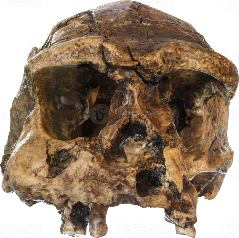 Homo erectus skull png