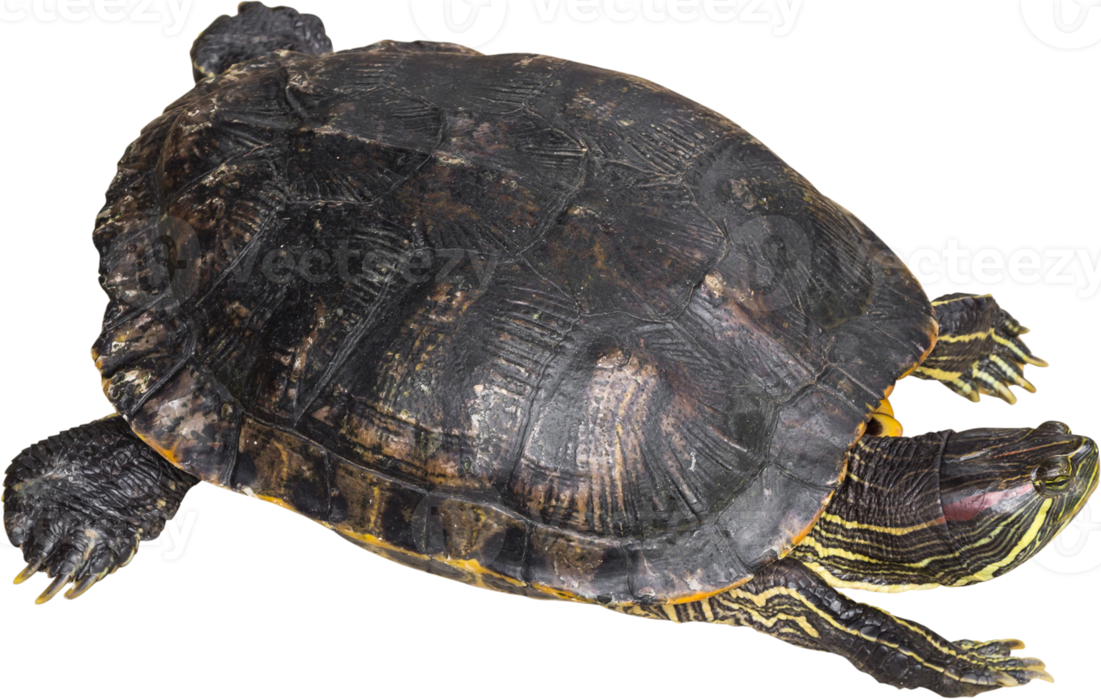 tortuga de orejas rojas trachemys scripta elegans se arrastra y levanta la cabeza png