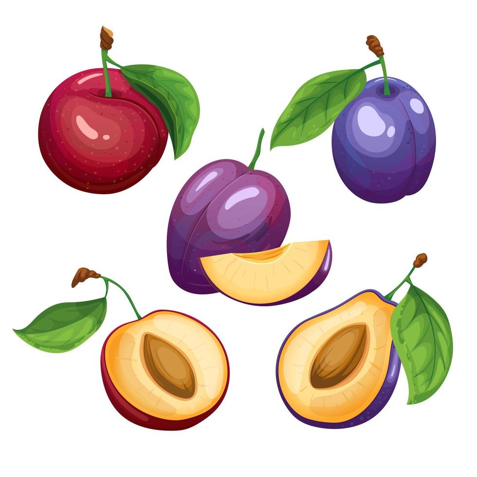 plum fruit set cartoon vector illustration