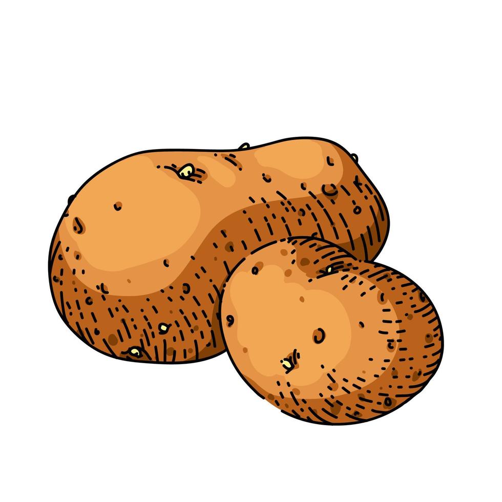 patata vegetal boceto dibujado a mano vector