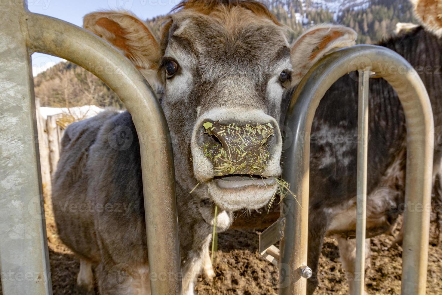 cara graciosa detalle de vaca de cerca foto