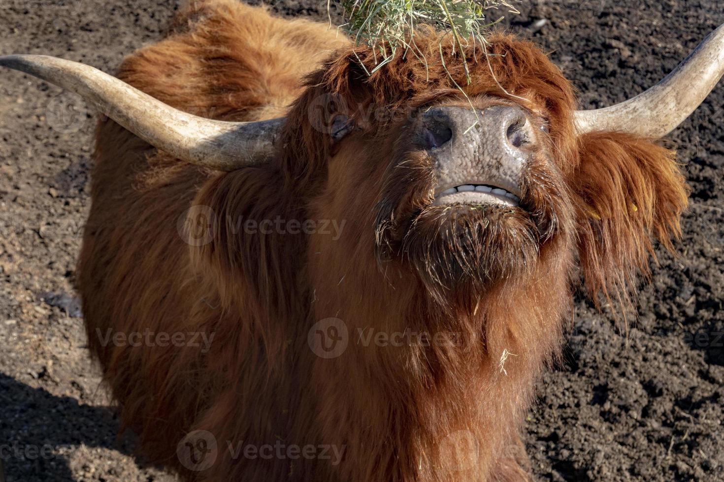 Highlander scotland hairy cow frozen nose photo