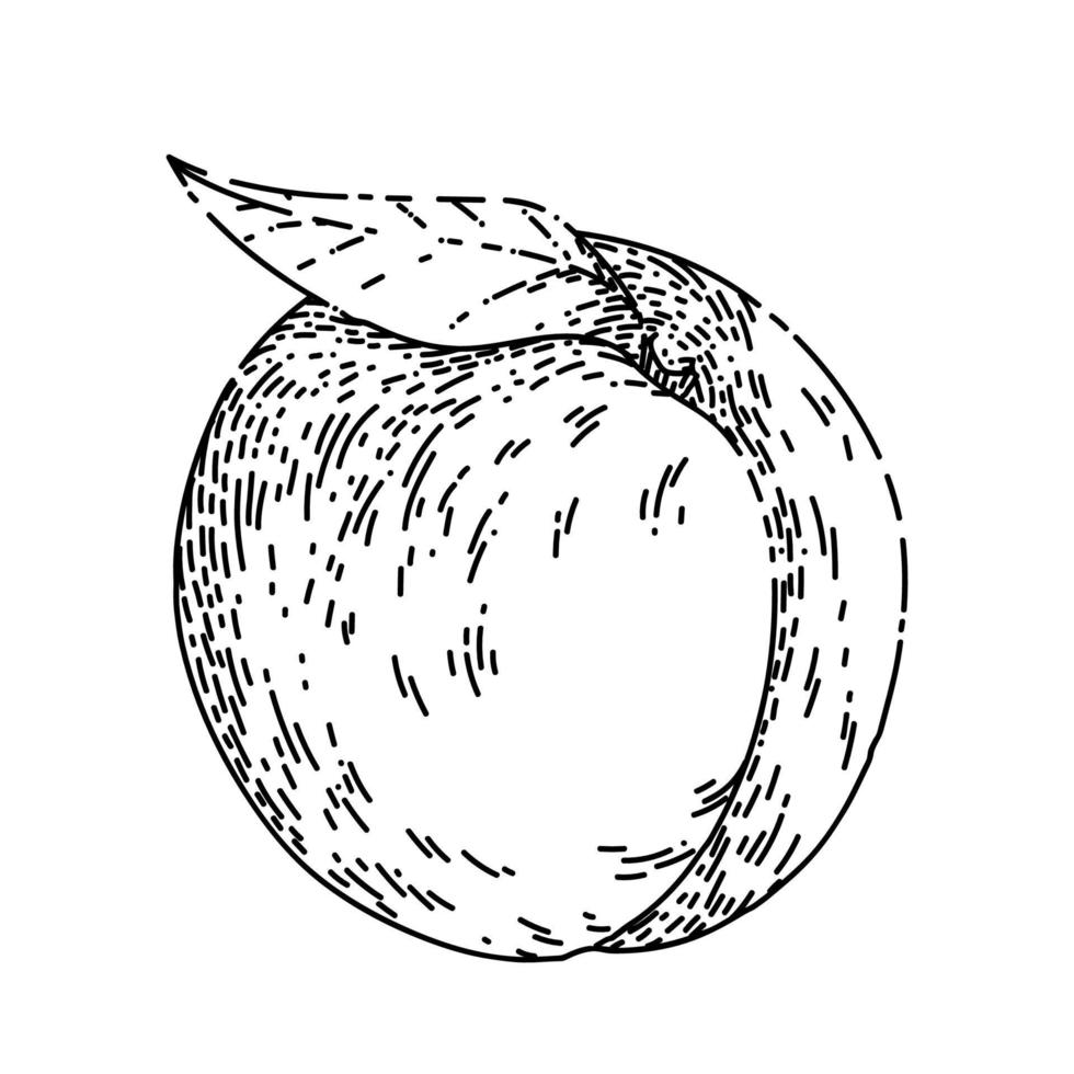 fruit peach sketch hand drawn vector