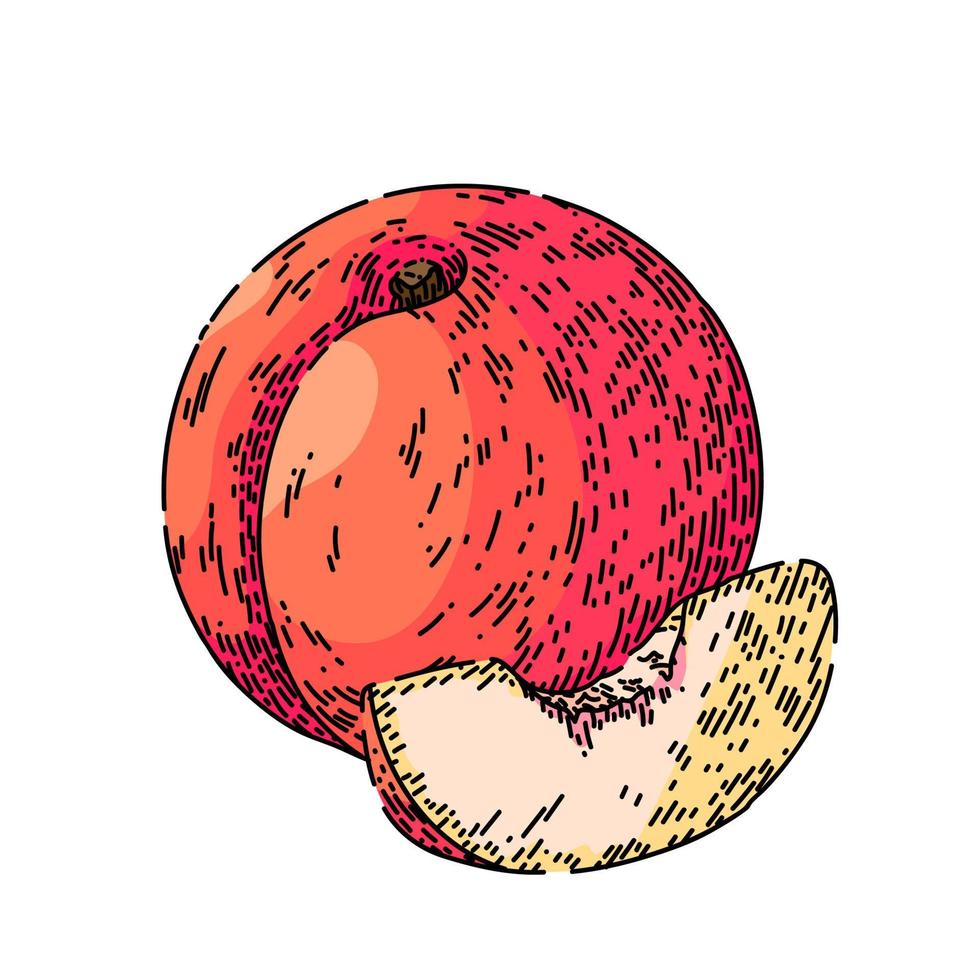 fruit peach sketch hand drawn vector